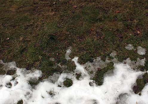 Brown Winter Lawn Gone Dormant