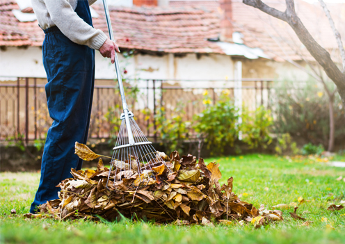 Ratissage des feuilles sur la pelouse