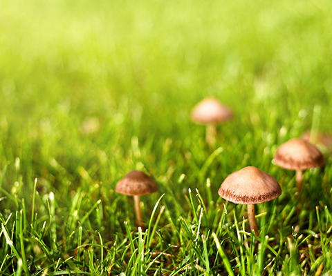 mushrooms growing in lawn
