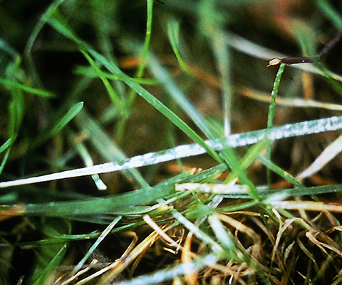 powdery mildew in lawn