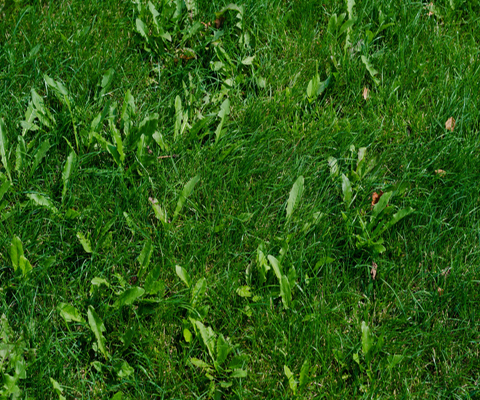 Broadleaf Weeds in lawn