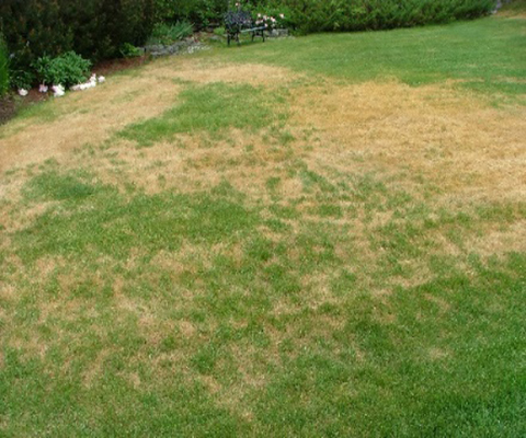 Lawn leaf disease