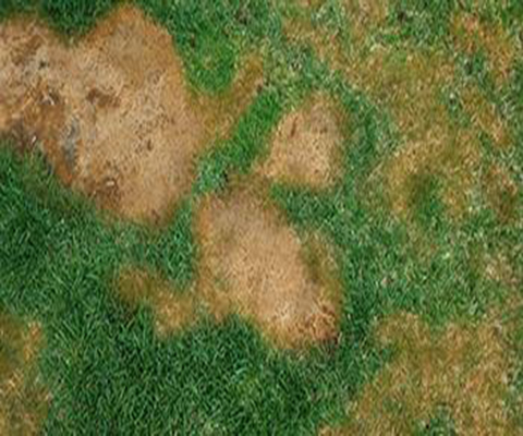 Pythium Lawn Care