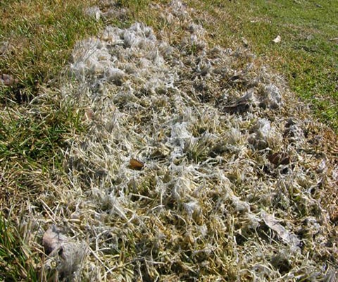 Fusarium Patch (Snow Mold)