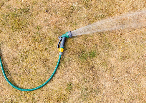 heat stress on lawn