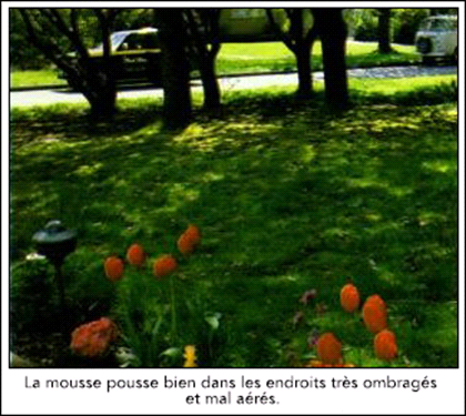 Mousse sur la pelouse 