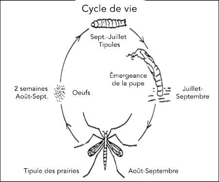 Cycle de vie de la tipule des prairies