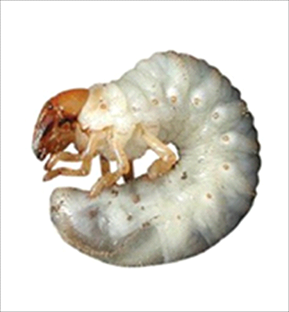 White Grubs