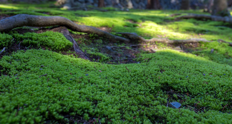 moss on lawn