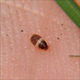 Chinch Bug Management