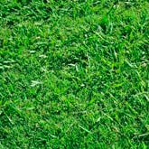 Bermuda Grass Control