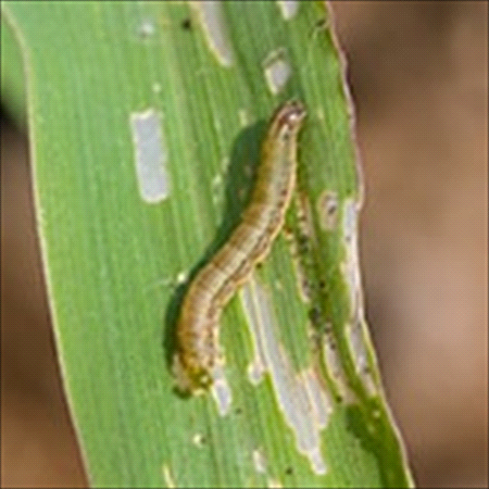 Armyworm