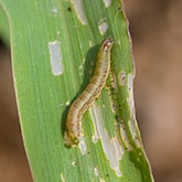 Armyworm Control