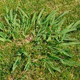 Dallisgrass Control