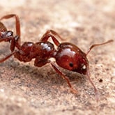 Fire Ant Management