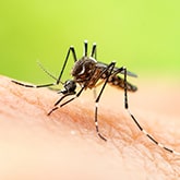 Mosquito Control Services