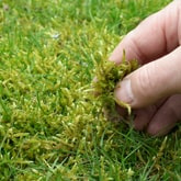 Moss Control