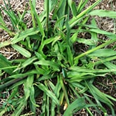 Crabgrass Control