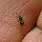 Surface Insect Control