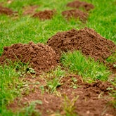 Mole Control Services