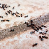 Perimeter Pest Services