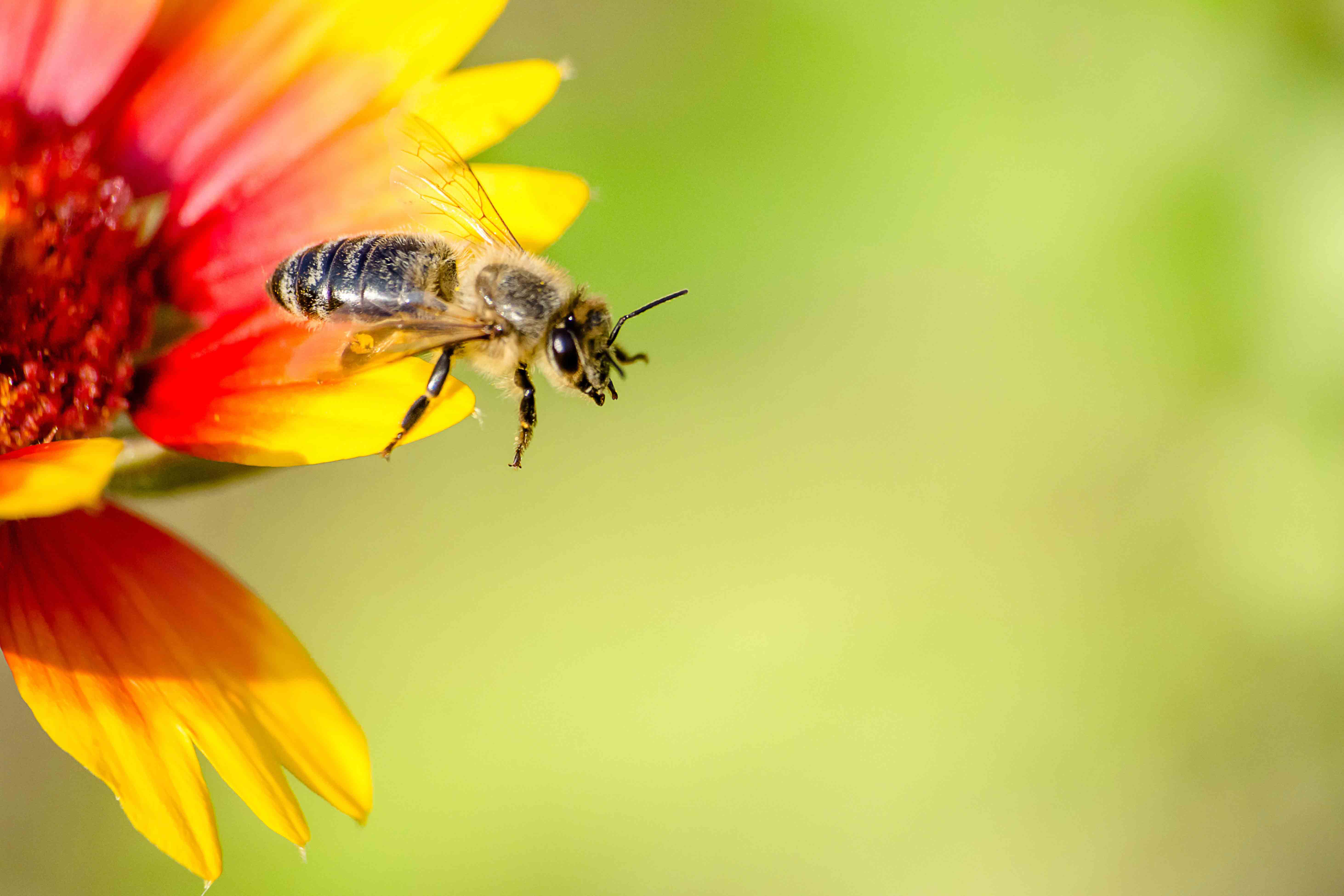 bee on flower