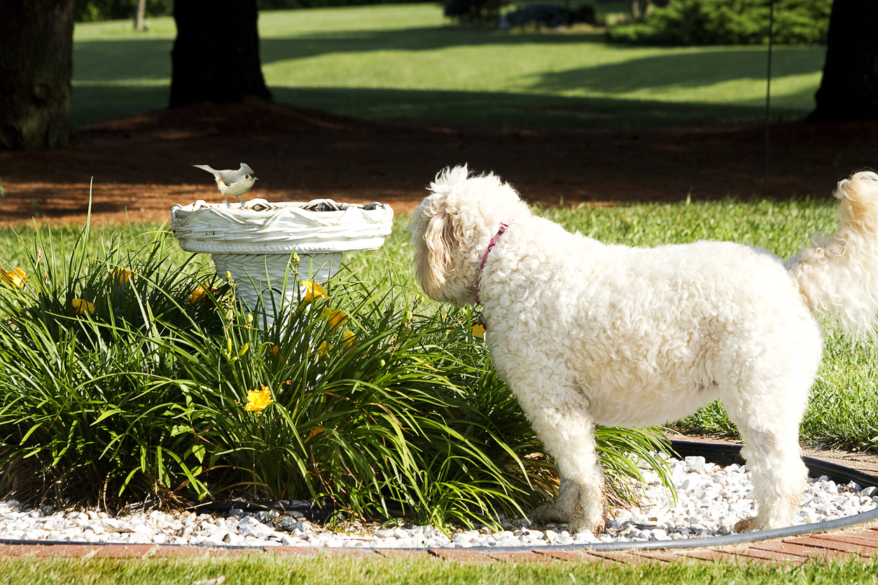 dog near bird bath