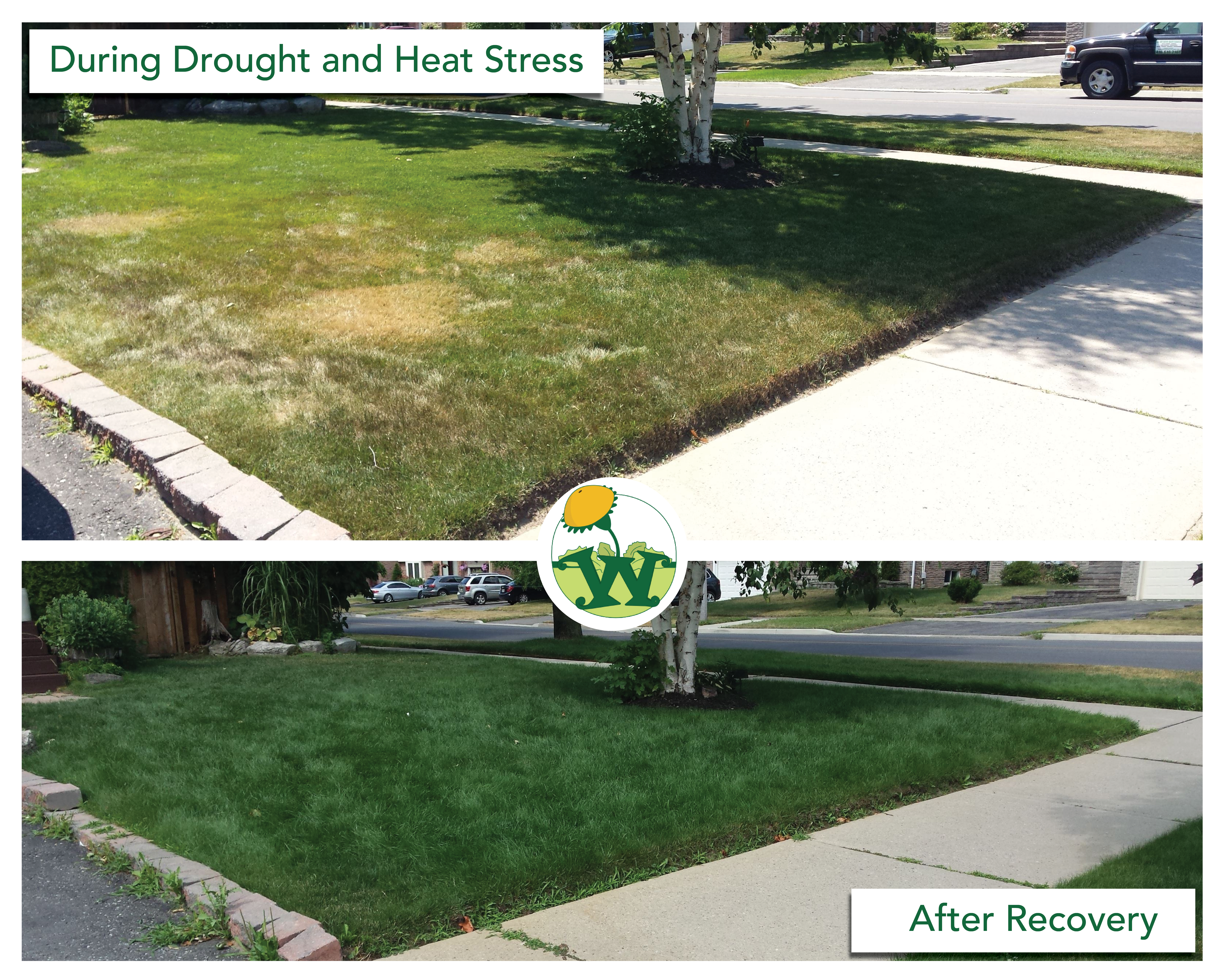 drought and heat stress