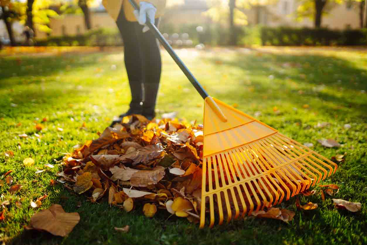 Raking fall leaves on lawn 