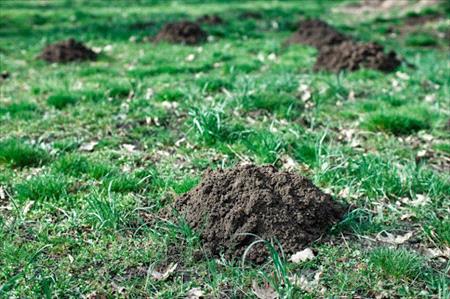 Mole damage