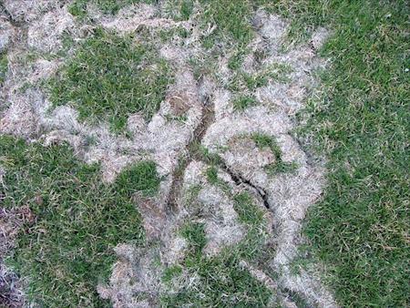Mole damage on a lawn