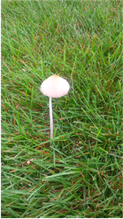 Mushroom