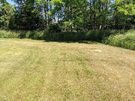 Summer Drought Lawn