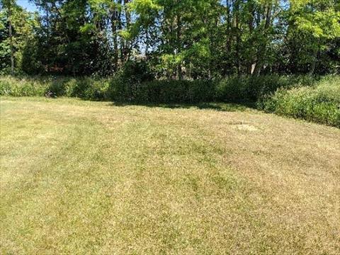 Start of summer drought lawn
