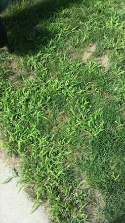 Crabgrass