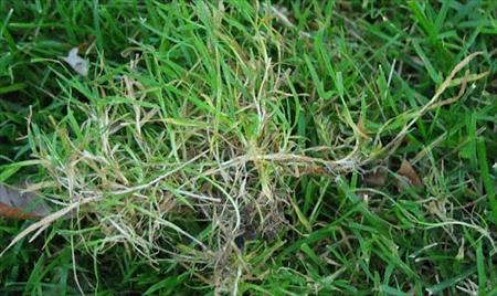 bentgrass-close-up