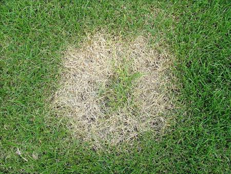 close-up-of-ringspot