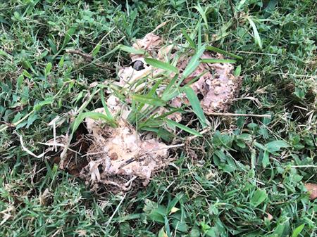 dog-vomit-slime-mould