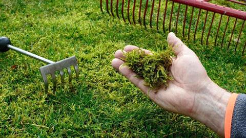 Power raking moss