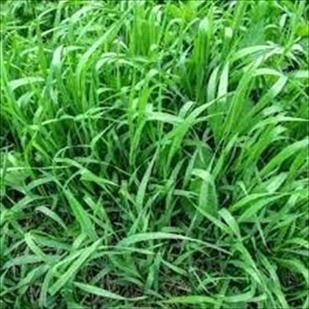 Quackgrass