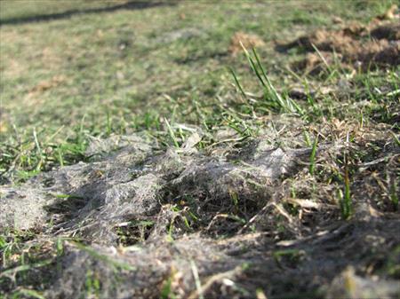 grey-snow-mould-on-lawn
