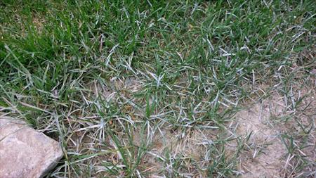 powdery-mildew-on-lawn