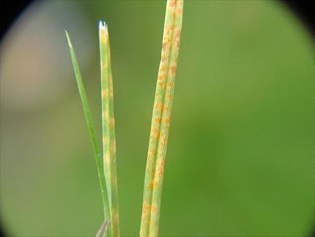 rust-on-grass-plant
