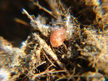 turfgrass-scale-insect