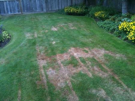 pythium-damage-on-lawn