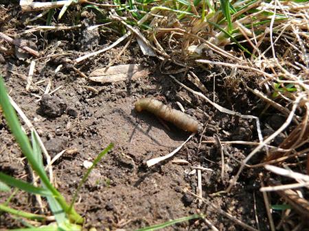 larva-stage-leatherjacket