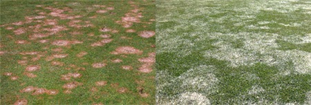 pink-snow-mould-on-lawn