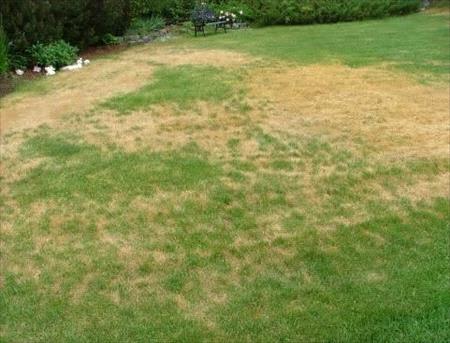 leaf-blight-on-lawn