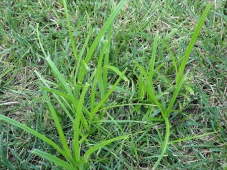 Nutsedge on lawn