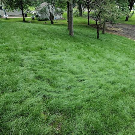 Fine Fescue Lawn